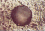 No crystal with a central hole