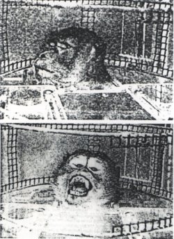 Delgado's Monkeys